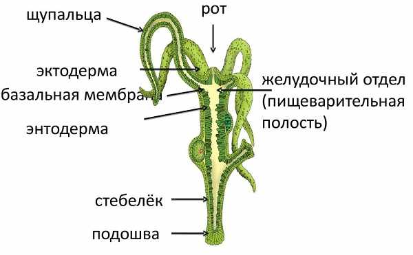 Hydra зеркало рабочее